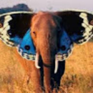 Meet your Posher, Kellie